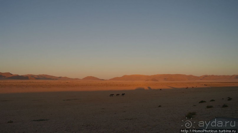 Закатный водопой
