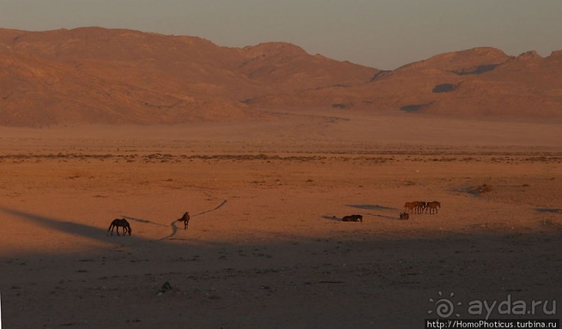 Закатный водопой