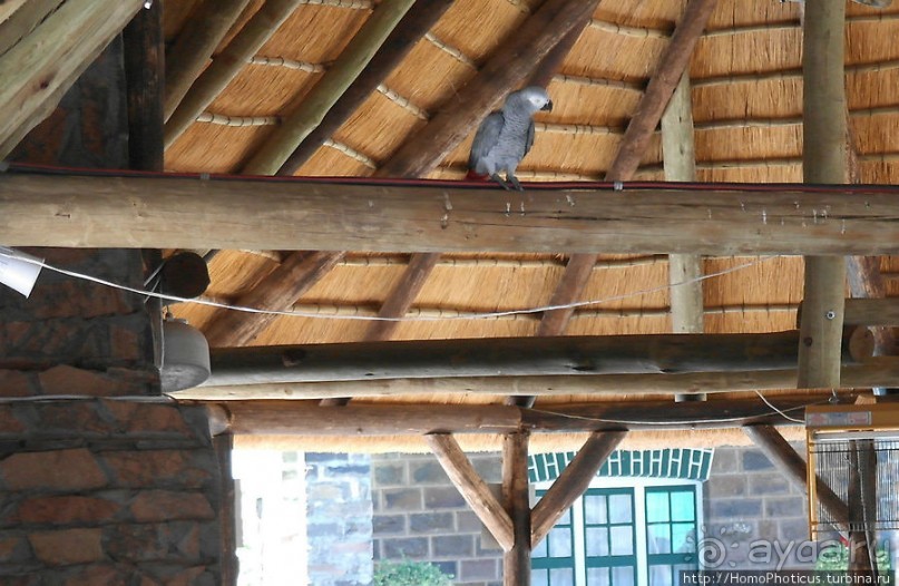 Закатный водопой