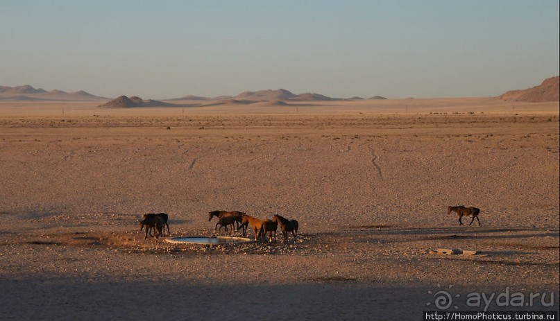 Закатный водопой