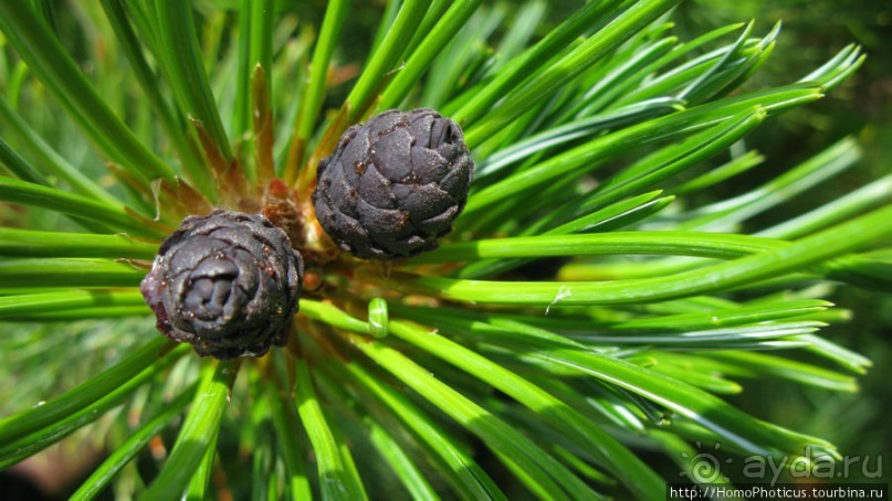 На острове - нормальная погода!