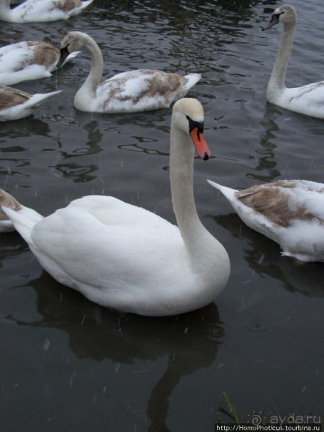 Снежный Изборск