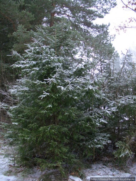 Снежный Изборск