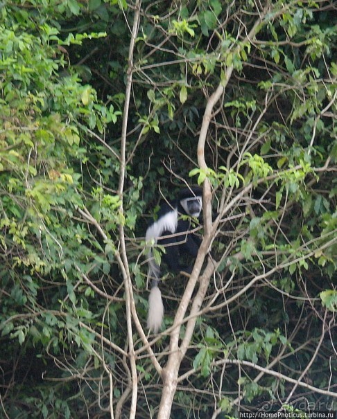 Абиссинские хроники. IV. Параллельная реальность