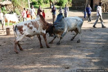 Абиссинские хроники. IV. Параллельная реальность