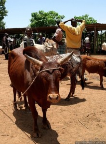 Абиссинские хроники. IV. Параллельная реальность