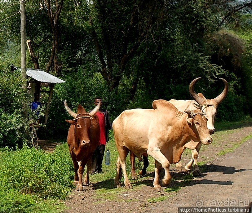 Абиссинские хроники. IV. Параллельная реальность