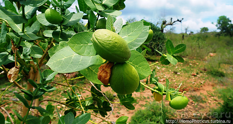 Абиссинские хроники. IV. Параллельная реальность