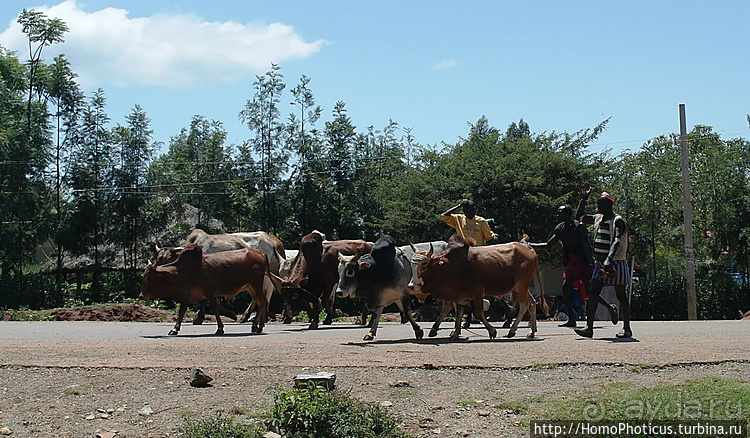 Абиссинские хроники. IV. Параллельная реальность