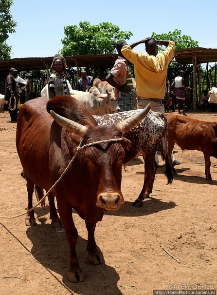 Абиссинские хроники. IV. Параллельная реальность