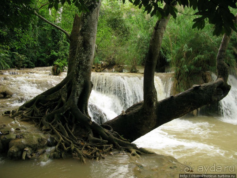 Альбом отзыва "Лаосский олень"