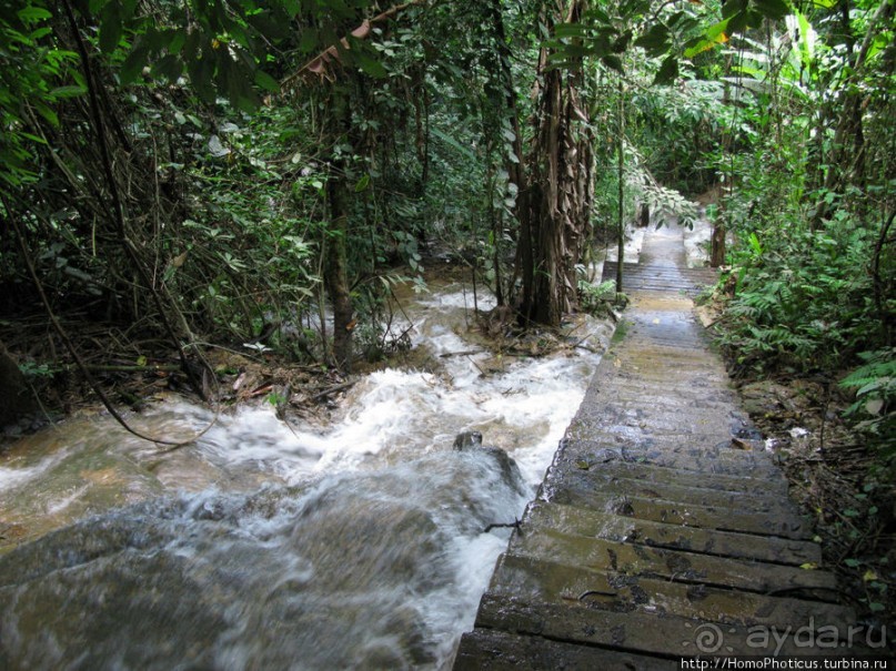 Альбом отзыва "Лаосский олень"