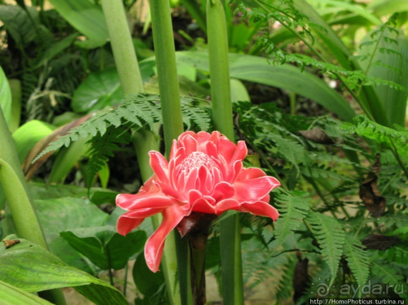 Альбом отзыва "Лаосский олень"