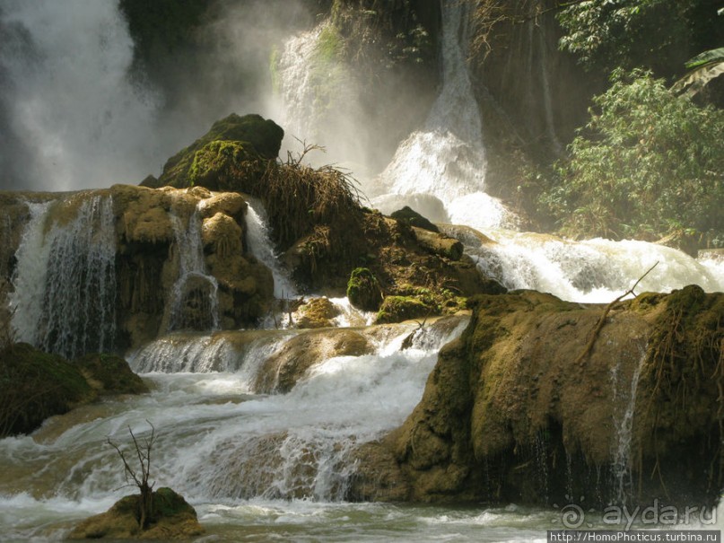 Альбом отзыва "Лаосский олень"