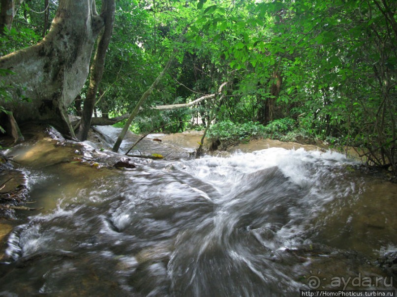 Альбом отзыва "Лаосский олень"