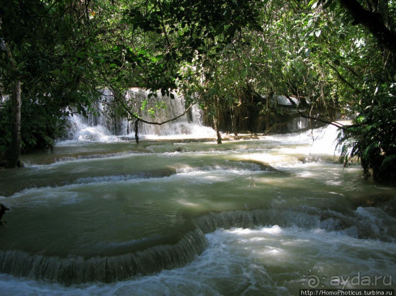 Альбом отзыва "Лаосский олень"