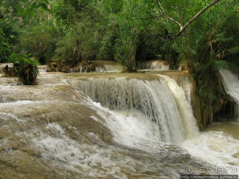 Альбом отзыва "Лаосский олень"