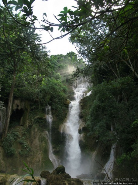 Альбом отзыва "Лаосский олень"