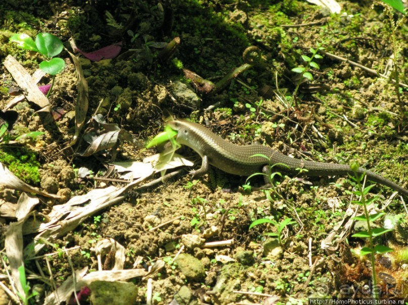 Альбом отзыва "Лаосский олень"
