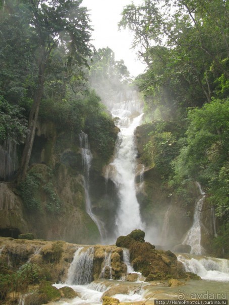 Альбом отзыва "Лаосский олень"