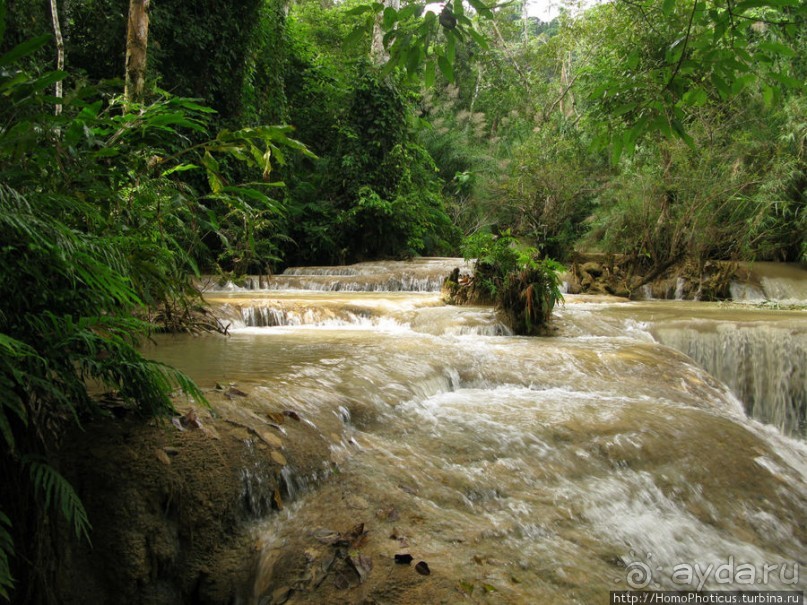 Альбом отзыва "Лаосский олень"