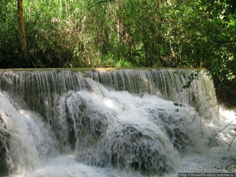 Альбом отзыва "Лаосский олень"