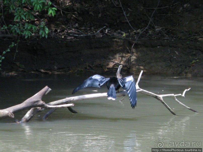 Алахуэла: василиски, игуаны и рояли