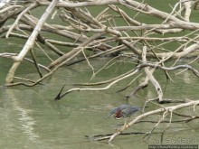 Алахуэла: василиски, игуаны и рояли