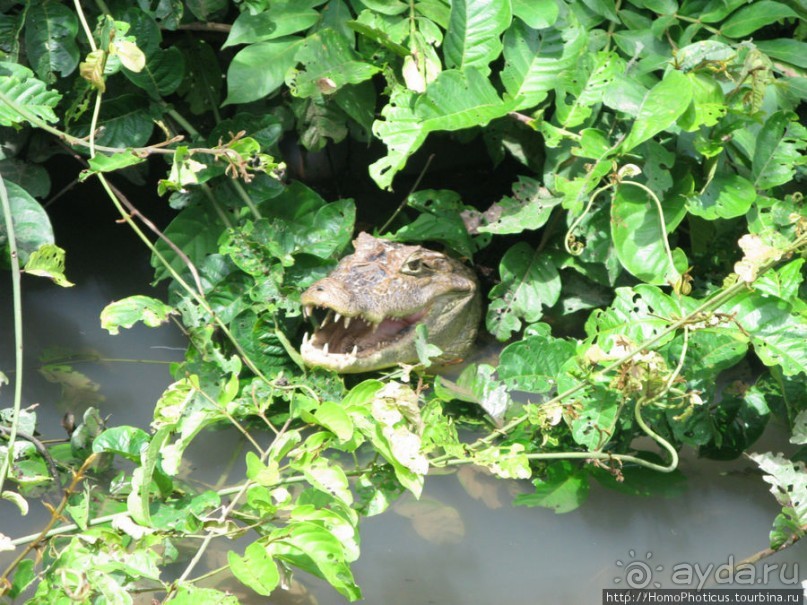 Алахуэла: василиски, игуаны и рояли