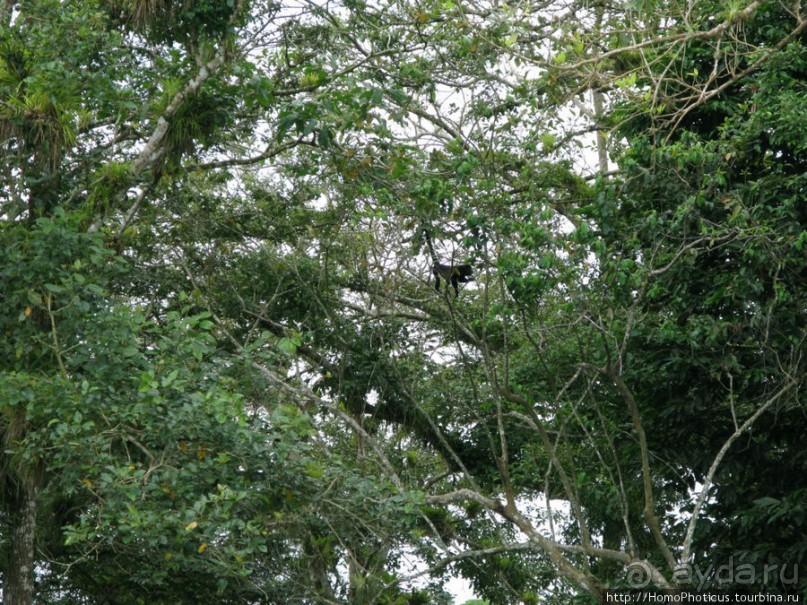 Алахуэла: василиски, игуаны и рояли