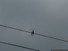 Алахуэла: василиски, игуаны и рояли