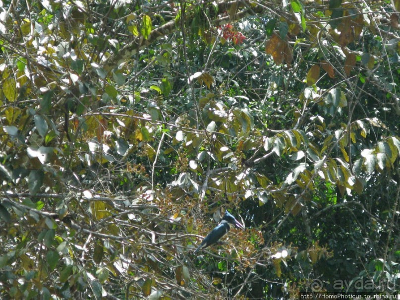 Алахуэла: василиски, игуаны и рояли