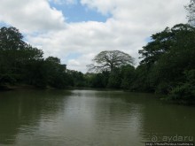 Алахуэла: василиски, игуаны и рояли