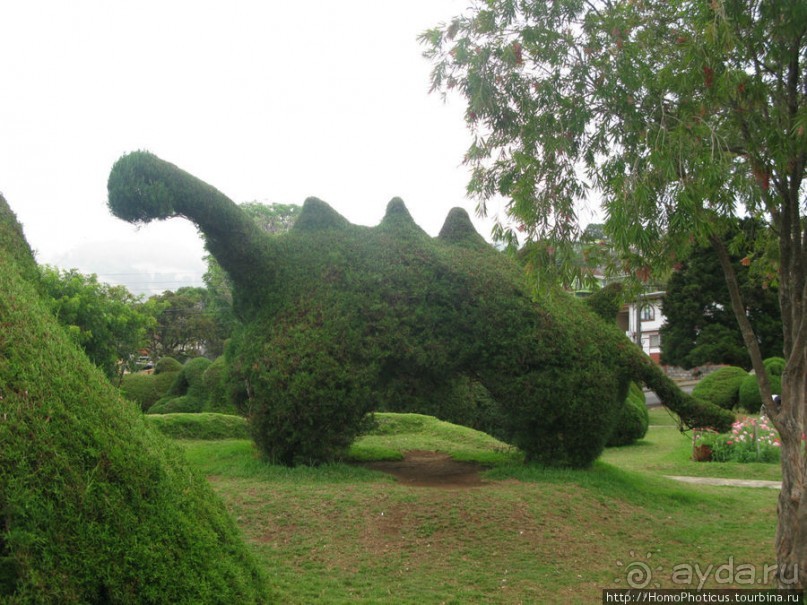 Алахуэла: василиски, игуаны и рояли