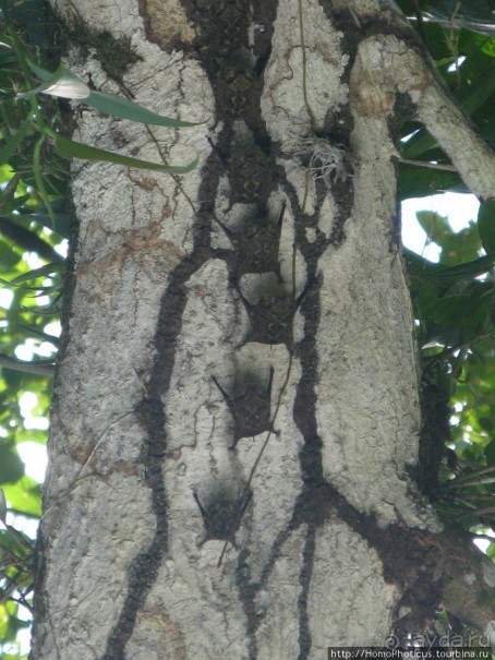 Алахуэла: василиски, игуаны и рояли