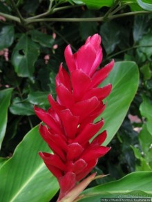 Алахуэла: василиски, игуаны и рояли