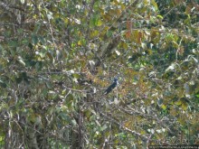 Алахуэла: василиски, игуаны и рояли