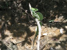 Алахуэла: василиски, игуаны и рояли