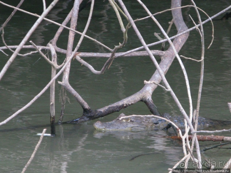 Алахуэла: василиски, игуаны и рояли