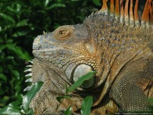 Алахуэла: василиски, игуаны и рояли