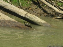 Алахуэла: василиски, игуаны и рояли