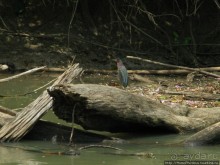 Алахуэла: василиски, игуаны и рояли