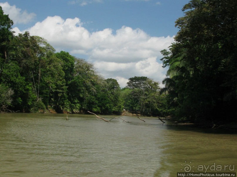 Алахуэла: василиски, игуаны и рояли