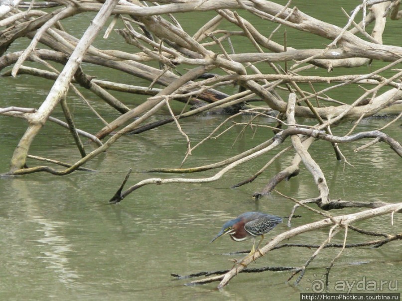 Алахуэла: василиски, игуаны и рояли