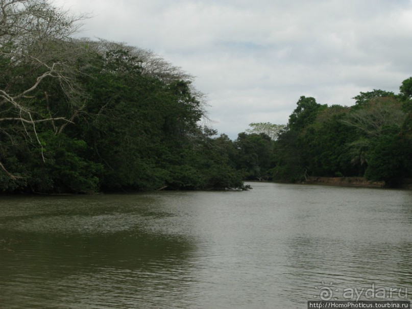 Алахуэла: василиски, игуаны и рояли