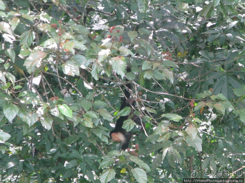 Алахуэла: василиски, игуаны и рояли