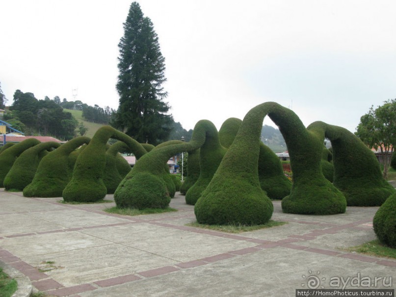 Алахуэла: василиски, игуаны и рояли