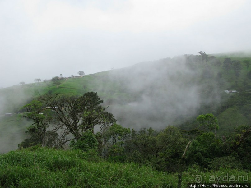 Алахуэла: василиски, игуаны и рояли