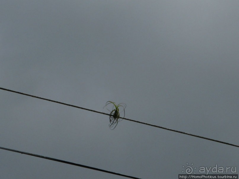 Алахуэла: василиски, игуаны и рояли