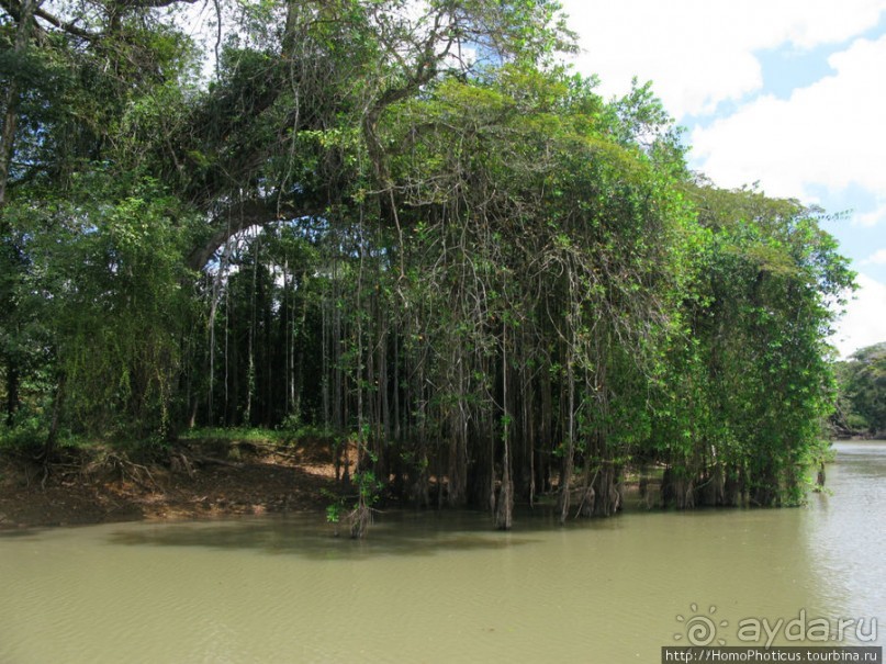 Алахуэла: василиски, игуаны и рояли